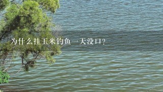 为什么挂玉米钓鱼1天没口？