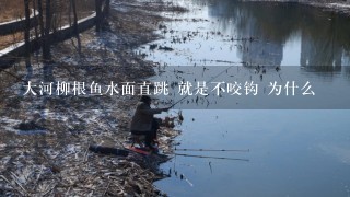 大河柳根鱼水面直跳 就是不咬钩 为什么