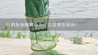 红稍鱼和翘嘴鱼为什么喜欢吃银鱼？