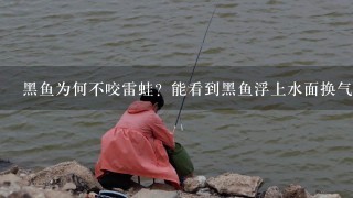 黑鱼为何不咬雷蛙？能看到黑鱼浮上水面换气，或者在水面游弋，将雷蛙打过标点，再拖回标点，有时黑鱼会跟