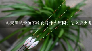 冬天黑坑滑鱼不吃食是什么原因？怎么解决呢？