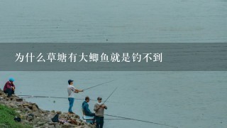 为什么草塘有大鲫鱼就是钓不到