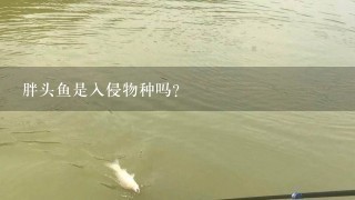 胖头鱼是入侵物种吗？