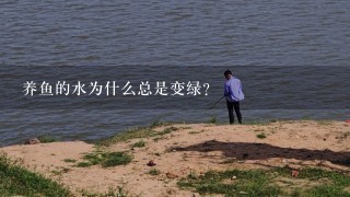 养鱼的水为什么总是变绿?