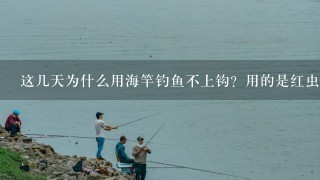 这几天为什么用海竿钓鱼不上钩？用的是红虫，根本就