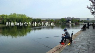 鲟鱼颗粒粉加什么钓鲤鱼