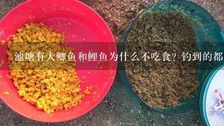 池塘有大鲫鱼和鲤鱼为什么不吃食? 钓到的都是小鲫鱼