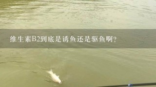 维生素B2到底是诱鱼还是驱鱼啊？