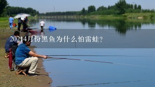 20214月份黑鱼为什么怕雷蛙？