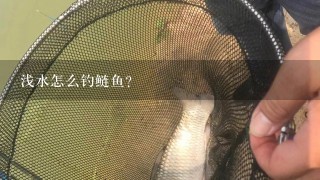 浅水怎么钓鲢鱼？