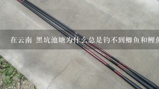 在云南 黑坑池塘为什么总是钓不到鲫鱼和鲤鱼 经常看见鲤鱼跃起 有什么办法破 本人也玩夜钓