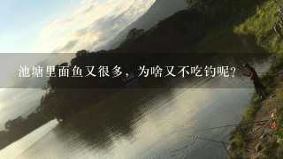 池塘里面鱼又很多，为啥又不吃钓呢？