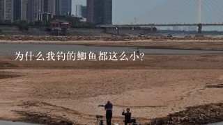 为什么我钓的鲫鱼都这么小？