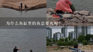 为什么鱼缸里的鱼总要死呢？