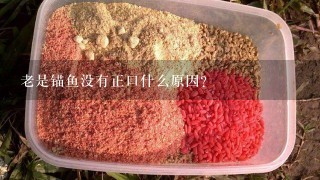 老是锚鱼没有正口什么原因？