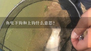 鱼吃下钩和上钩什么意思？