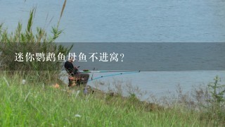 迷你鹦鹉鱼母鱼不进窝？