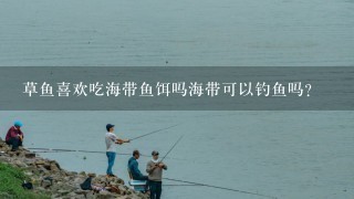 草鱼喜欢吃海带鱼饵吗海带可以钓鱼吗？