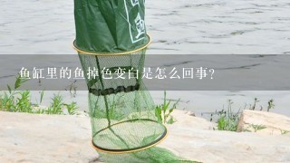 鱼缸里的鱼掉色变白是怎么回事?