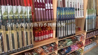 为什么现在钓鱼钓不到鲤鱼啊