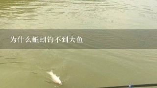 为什么蚯蚓钓不到大鱼