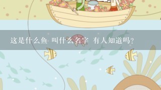 这是什么鱼 叫什么名字 有人知道吗？