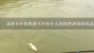 顶漂不中鱼黑漂不中鱼什么原因把漂顶的很高却没鱼？