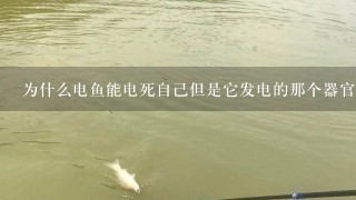 为什么电鱼能电死自己但是它发电的那个器官又不会电到