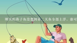 刚买的燕子鱼没想到第2天鱼全部上浮，谁可以告诉我该怎样治？