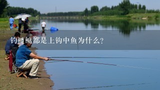 钓鲢鳙都是上钩中鱼为什么？