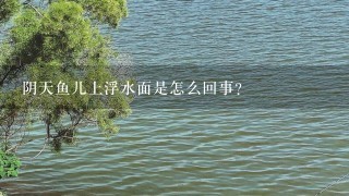 阴天鱼儿上浮水面是怎么回事？