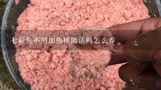 7彩鱼不用加热棒能活吗怎么养