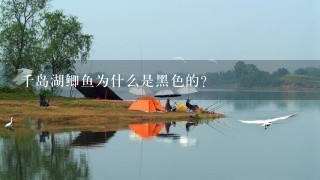 千岛湖鲫鱼为什么是黑色的?