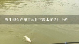 野生鲤鱼产卵喜欢往下游水还是往上游