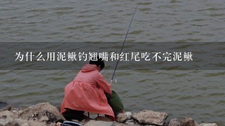 为什么用泥鳅钓翘嘴和红尾吃不完泥鳅