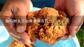 伽玛鲤鱼竿如何辨别真假？