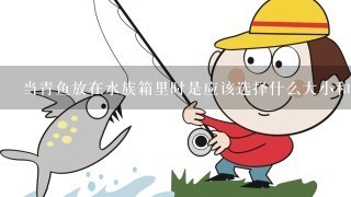 当青鱼放在水族箱里时是应该选择什么大小和形状的缸盖