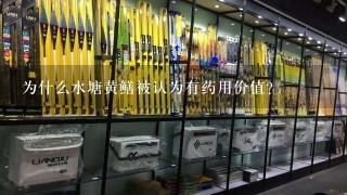 为什么水塘黄鳝被认为有药用价值