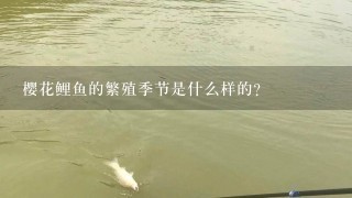 樱花鲤鱼的繁殖季节是什么样的?