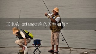 玉米钓 gefangen鱼的习性如何?