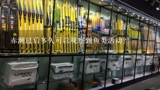 赤潮过后多久可以观察到鱼类活动?