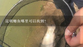 昆明鲫鱼哪里可以找到?